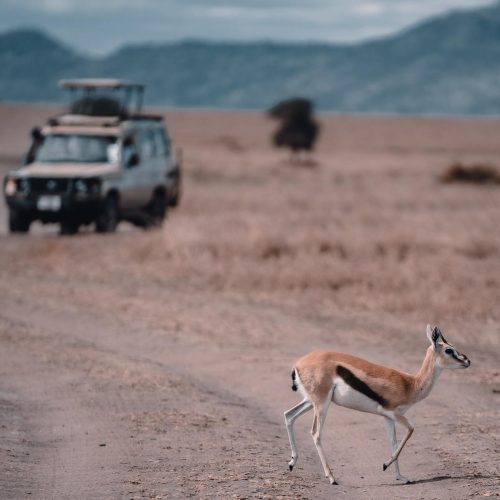 serengueti-tanzania-discovery-safarias-africa-barcelona-tribe-safari-adventure (1)