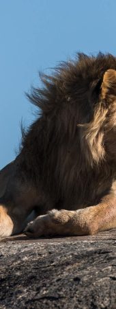 serengueti-tanzania-discovery-safarias-africa-barcelona-tribe-safari-adventure (2)