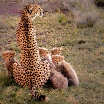 serengueti-tanzania-discovery-safarias-africa-barcelona-tribe-safari-adventure (3)