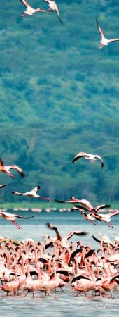 tribe-safari-adventure--africa-sarengueti-kilimanjaru-rio-mara (2)