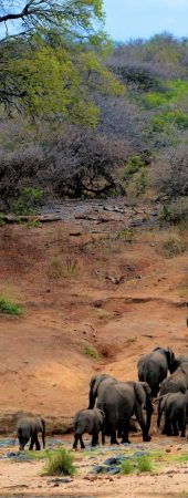 tribe-safari-adventure--africa-sarengueti-kilimanjaru-rio-mara (4)