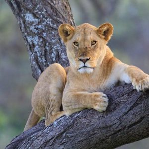 tribe-safari-adventure-safarias-africa-serengueti-gran-migracion-rio-mara