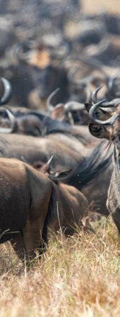 tribe-safari-adventure-tanzania-safari-africa-namibia-serengueti-10