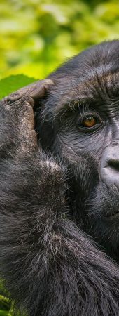uganda-safari-tribe-safari-adventure.africa-kilimanjaru-rio-mara-serengueti-tanzania-namibia (1)